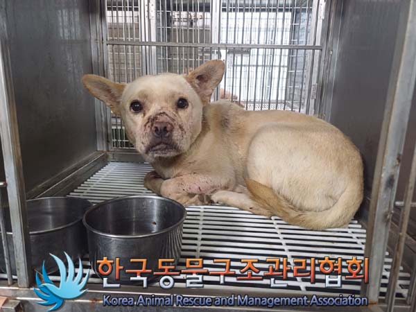 한국동물구조관리협회_441560202400784